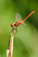 Close up of dragonfly, Vagrant darter.  - 361296689