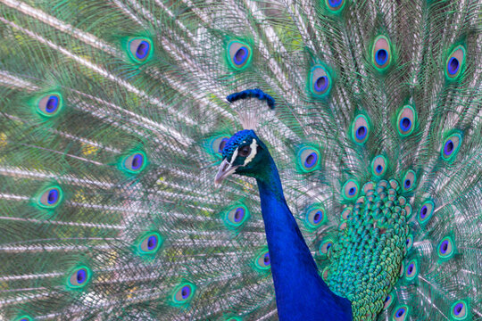 Beautiful blue peacock with its opened tail