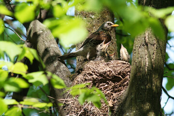 Nest of the Thrush-throat (Lat. Turdus pilaris) with hungry chicks awaiting feeding. View from below.