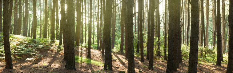 Morning light in a dark evergreen pine forest. Mighty pine, spruce, trees. Moss, ferns, tree stumps. Pure nature, climate, seasons, rainforest. Panoramic forest landscape