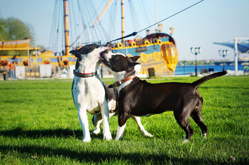 Two dogs playing in a park. One dog playfully bites the other. American Staffordshire terriers male and female have fun together.