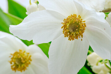 Anemone sylvestris, herbaceous perennial flowering plant.