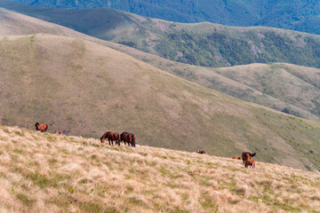 Fototapeta premium Landscape with wild horses in nature.