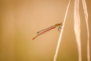 Beautiful detail of Large Red Damselfly - 361297255