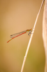 Beautiful detail of Large Red Damselfly - 361297406