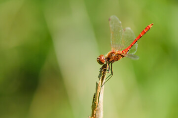 Close up of dragonfly, Vagrant darter.  - 361297498