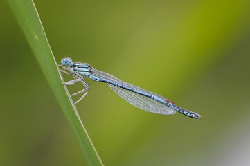 Beautiful cute dragonfly, White legged Damselfly - 361297613