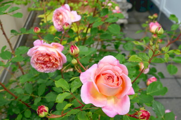 roses in bloom