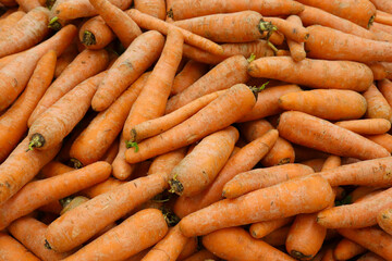 Vegetable background with lots of carrots. Harvesting of root crops.