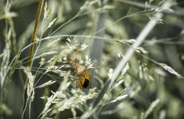 Bug on the grass