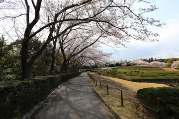 桜並木