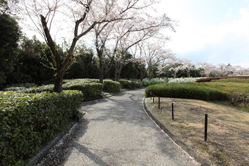 桜並木と雪柳