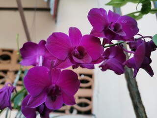 purple orchid on a wooden table