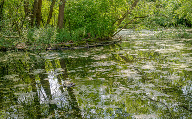 Lake in a nature reserve.