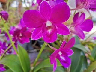 Fototapeta na wymiar purple orchid on a wooden table