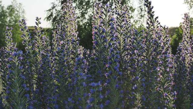 Smooth panning of the flowering plant Viper&rsquo;s Bugloss, also known as Echium vulgare, Blueweed, Harespeckle in backlight of the morning sun.