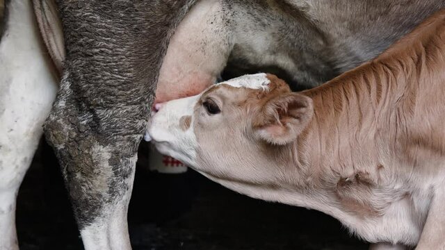 Young white brown calf drinking milk from cow's udder