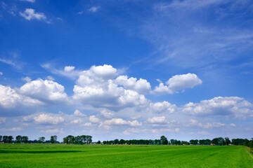 Green grass country farmland in the Netherlands with a typical Dutch cloudscape, white clouds and blue sky