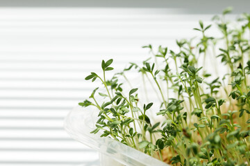 Sprouted seeds in a plastic container. Micro greens grown in a greenhouse. Care and cultivation of vegan vegetarian food