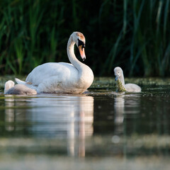 Family of Mute Swan on a feeding ground with young at dawn. Their Latin name are Cygnus olor.
