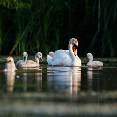 Family of Mute Swan on a feeding ground with young at dawn. Their Latin name are Cygnus olor.