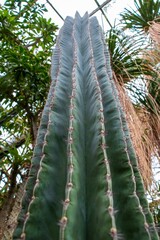 Vertical shot of a long candelabra cactus in the park