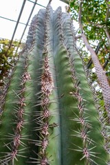 Vertical shot of a long candelabra cactus in the park