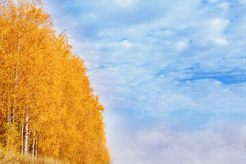 Fototapeta na wymiar Autumn in the golden park. Yellow birch tree leaves over blue sky