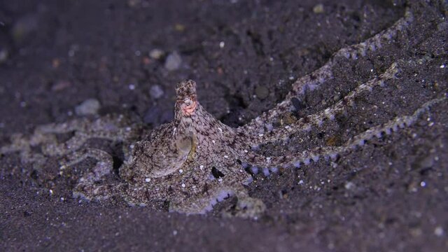 Longarm octopus hunting seafloor during night dive