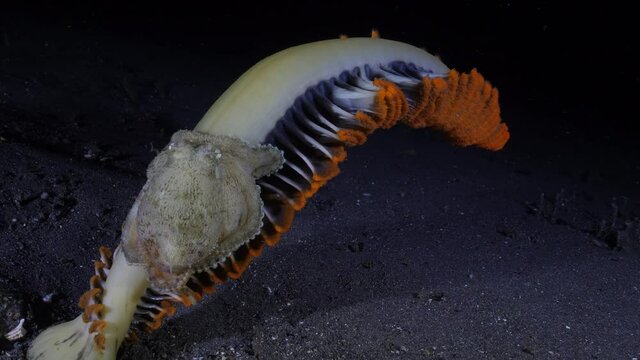 Coconut octopus walking on the seafloor during a night dive