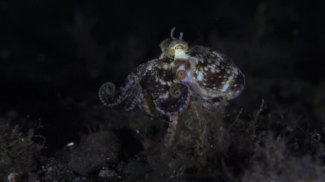 Coconut octopus walking on the seafloor during a night dive