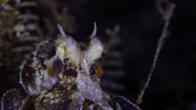 Coconut octopus walking on the seafloor during a night dive