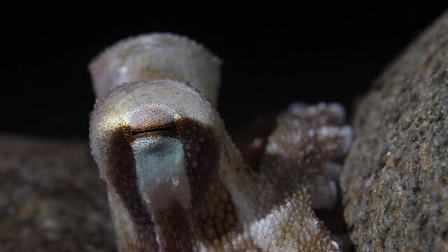 Coconut octopus walking on the seafloor during a night dive