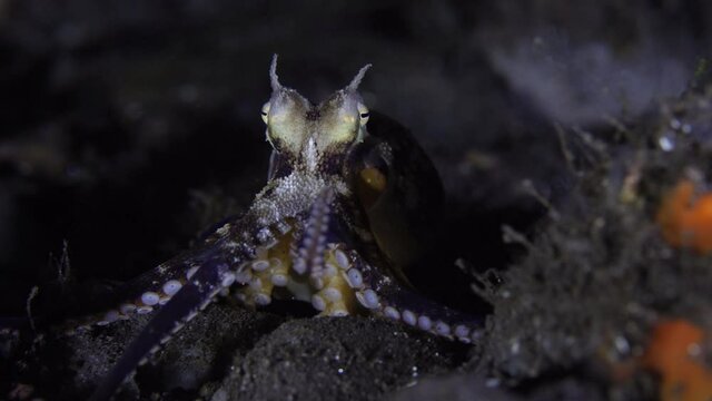Coconut octopus walking on the seafloor during a night dive