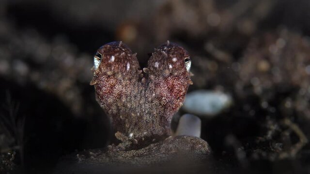 Longarm octopus hunting seafloor during night dive