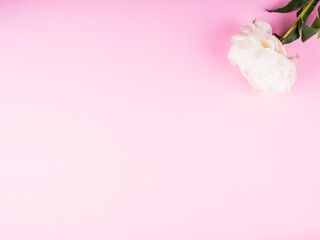 Beautiful white peony on pink background. Flat lay mockup