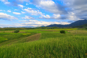 Beautiful spring and summer landscape. Lush green hills. Spring blooming herbs.