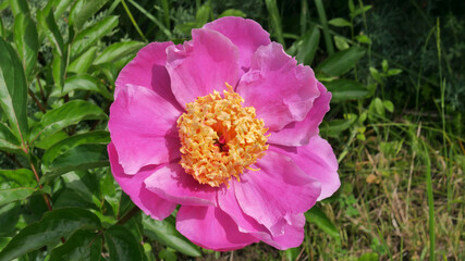 The pink herbaceous peony   hybrid cultivar Doreen in the spring garden close-up © steadb