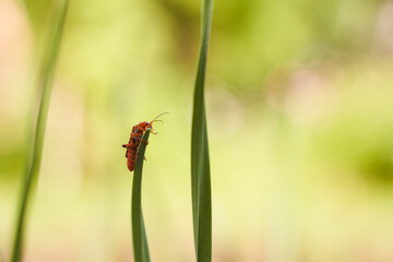 Red insect soldier scrambled on a leaf of garlic