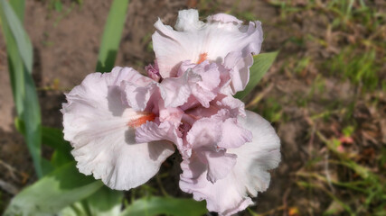 Close-up of a flower of a bearded iris of Fine Romance variety, on a blurry background of a flower garden