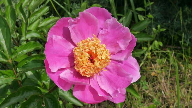 The pink herbaceous peony   hybrid cultivar Doreen in the spring garden close-up