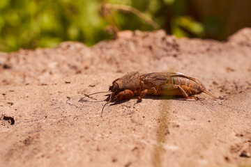 Very big medvedka or mole cricket on the on cracked ground. Close-up or macro photography. Sunny...