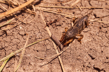 Very big medvedka or mole cricket on the on cracked ground. Close-up or macro photography. Sunny summer. Scary insect.