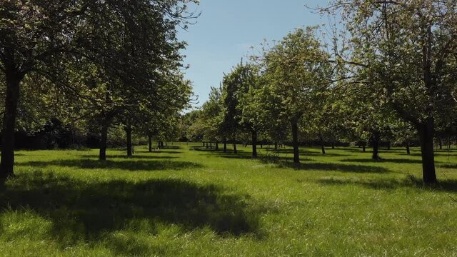 A beautiful green sunny orchard with pink apple blossom trees in Somerset.