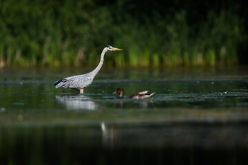 Grey Heron while hunting for fish in water. Her Latin name is Ardea cinerea.