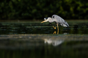 Grey Heron while hunting for fish in water. Her Latin name is Ardea cinerea.