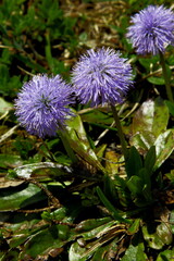 Nacktstängelige Kugelblume, Globularia nudicaulis