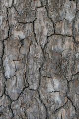 Relief texture or background of bark of Pine tree