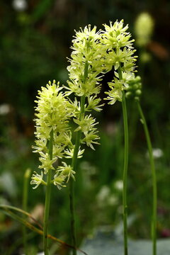 Gew&ouml;hnliche Simsenlilie, Tofieldia calyculata