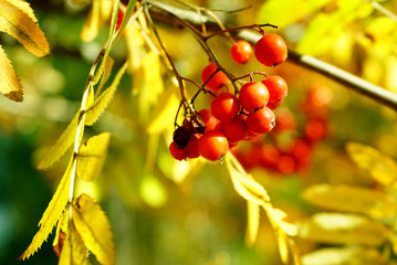 Clusters of red mountain ash with yellow leaves on a bright Sunny day in early autumn close-up. Russia.